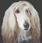 (image for) Afghan Hound II